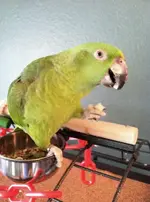 Amazon_Parrot.webp