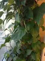 plant.webp