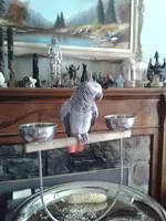 Grey2doc.webp