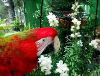 rodneygarden2.webp