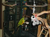 005.webp