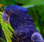 talking%20parrots%20species.webp