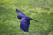 pd2078653.webp