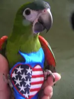 dusty's flight suit may 2011 003.webp