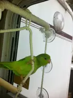 image.webp