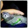 Kiko pic from Fb.webp