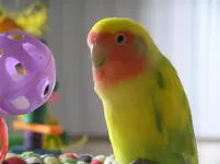 dusty and his bell may 2011 001.webp