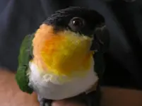 flight suit 005.webp