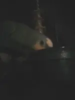 goldfish crackers.webp