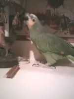 Yummy Lamp Shade.webp