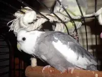 birds008.webp