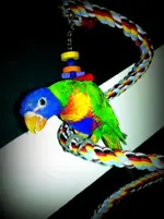 ozzy.webp