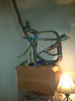 perch.webp