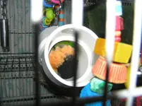 leroy sleeping in pvc pipe July 2011 003.webp leroy sleeping in pvc pipe July 2011 003.webp
