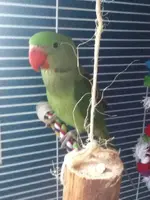 chiquita 3.webp