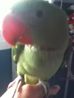 chiquita 4.webp