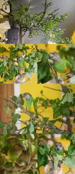appletree.webp