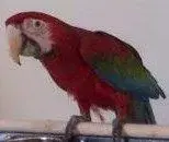 rosie.webp