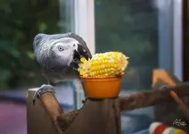 user30774_pic20161_1531260869.webp