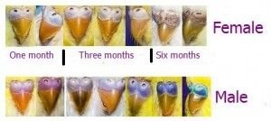 A-budgies-sex-difference-with-color-differences-on-their-ceres-300x134.jpg