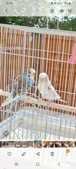 Screenshot_20210902-221512_Gallery.webp