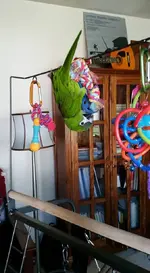 Anzu on playstand.webp