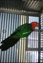 Screenshot_20211027-140319_DuckDuckGo.webp