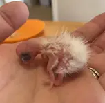 cinder2daysold21.webp