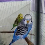 Rocky-Polly.webp