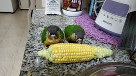 Corn eating.jpeg