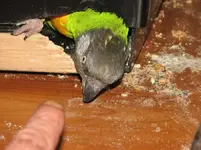 Escaping.webp