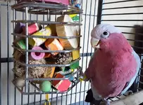 Treat Cage (2) reduced.webp
