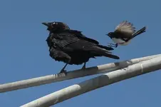 willywagtailcrow.webp