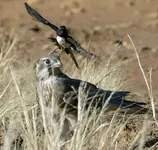willywagtailattack.webp