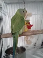 carnie2.webp