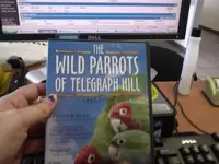wild parrots.webp