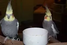 Punkie and Rocky.webp