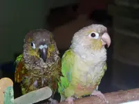 Beeker and Gizmo.webp