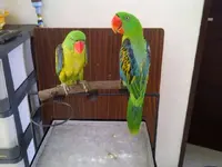 IMG-20110423-00254.webp