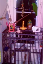 CAGE.webp