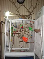 hedwig cage.webp