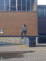 Baby Falcon.webp
