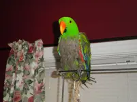 002.webp