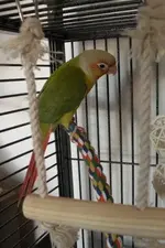 pineappleGCC 002comp.webp