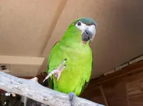 Birdie.webp