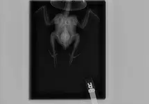 top view.webp