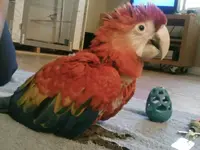 9 Weeks Old (3).webp