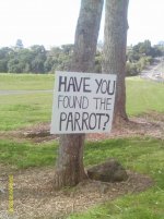 did you find the parrot 022.jpg