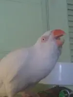 adrian loves daddy.webp