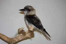 Kooky 2012-09-27 019.webp